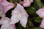 Piedmont rhododendron